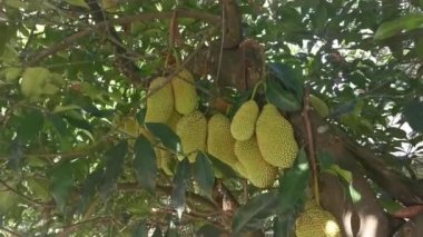 Ağacın gövdesinde filizlenen Artocarpus tamsayı meyveleri.