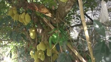 Ağacın gövdesinde filizlenen Artocarpus tamsayı meyveleri.