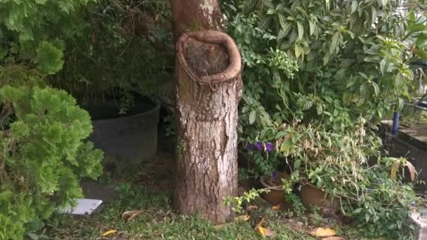 Cicatrizzazione Della Corteccia Del Tronco Albero Guarigione — Video Stock