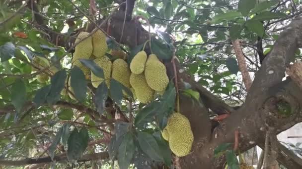 Frutos Enteros Artocarpus Que Brotan Del Tronco Del Árbol — Vídeo de stock