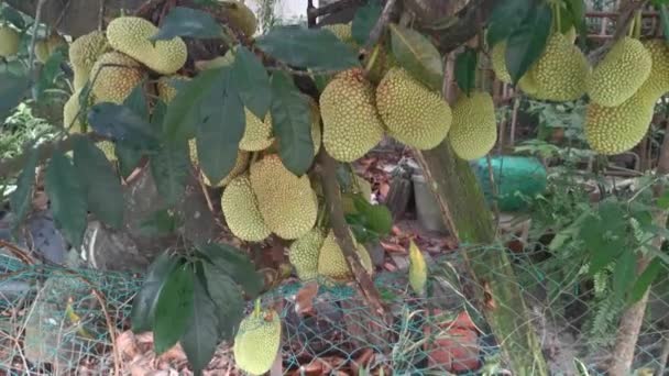 Artocarpus Heltal Frukter Grodda Från Stammen Trädet — Stockvideo