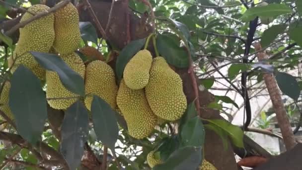 Artocarpus Frutos Inteiros Brotando Tronco Árvore — Vídeo de Stock