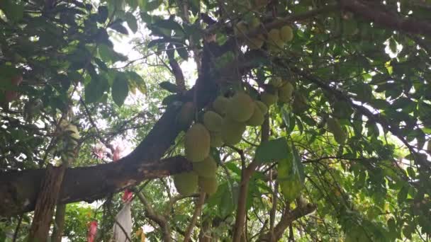 Ağacın Gövdesinde Filizlenen Artocarpus Tamsayı Meyveleri — Stok video