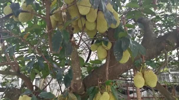 Artocarpus Integer Fruit Uit Stam Van Boom — Stockvideo