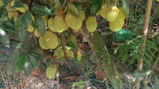 Artocarpus Heltal Frukter Grodda Från Stammen Trädet — Stockvideo