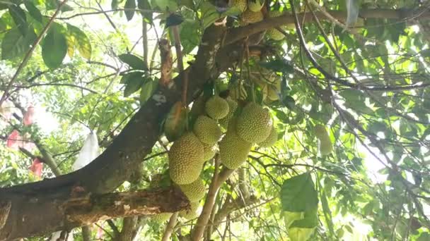 Artocarpus Integer Früchte Sprießen Aus Dem Stamm Des Baumes — Stockvideo