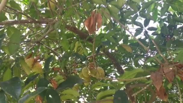 Artocarpus Frutos Inteiros Brotando Tronco Árvore — Vídeo de Stock