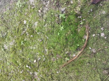 Yerdeki yeşil vasküler olmayan yosunlar..