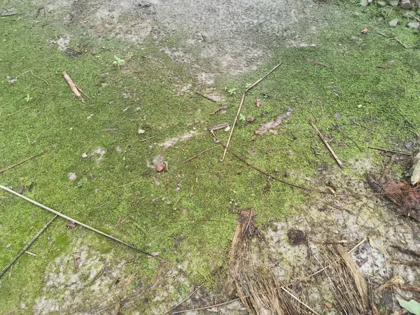 Het Groene Niet Vasculaire Mos Grond — Stockfoto