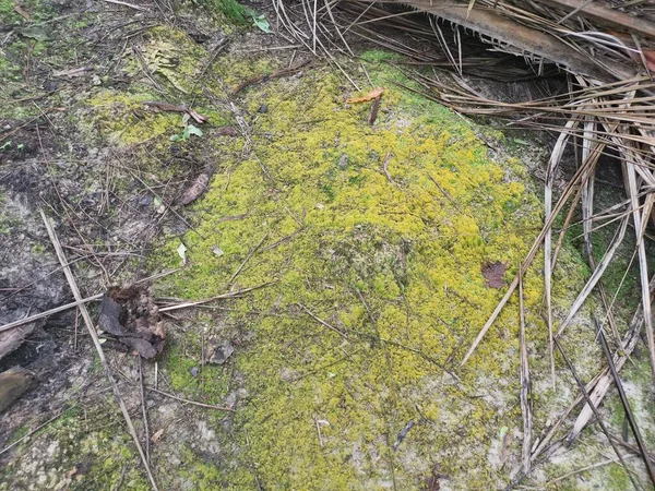 Das Grüne Nicht Vaskuläre Moos Auf Dem Boden — Stockfoto