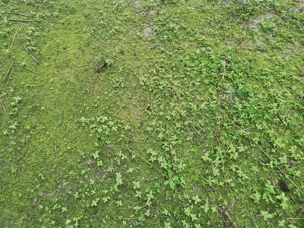 Green Non Vascular Moss Ground — Stock Photo, Image