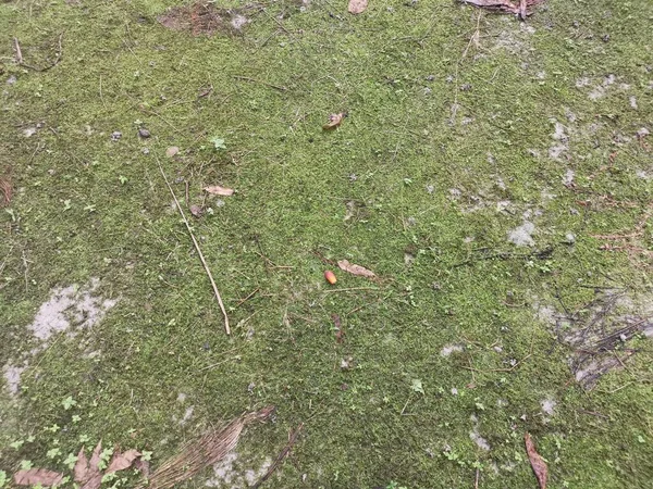 Yerdeki Yeşil Vasküler Olmayan Yosunlar — Stok fotoğraf