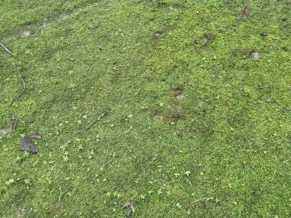 Het Groene Niet Vasculaire Mos Grond — Stockfoto