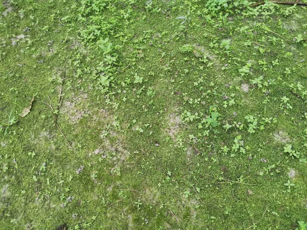 Yerdeki Yeşil Vasküler Olmayan Yosunlar — Stok fotoğraf