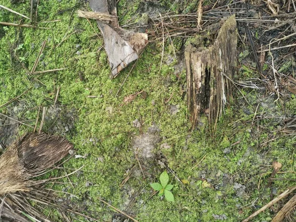 Het Groene Niet Vasculaire Mos Grond — Stockfoto