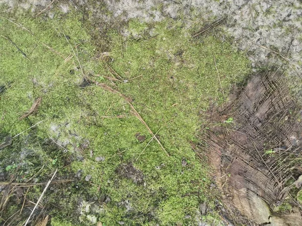 Het Groene Niet Vasculaire Mos Grond — Stockfoto