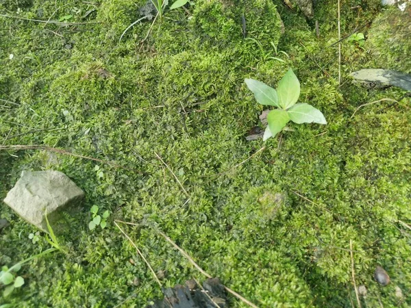 Green Non Vascular Moss Ground — Stock Photo, Image