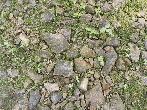 Het Groene Niet Vasculaire Mos Grond — Stockfoto