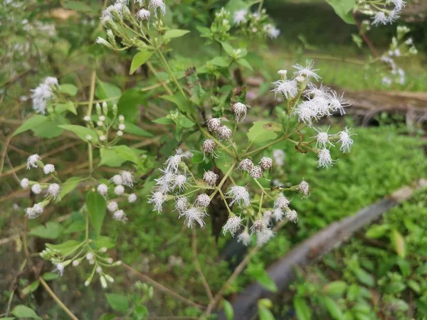 Flor Planta Chromolaena Odorata — Fotografia de Stock