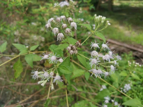 Flor Planta Chromolaena Odorata — Fotografia de Stock