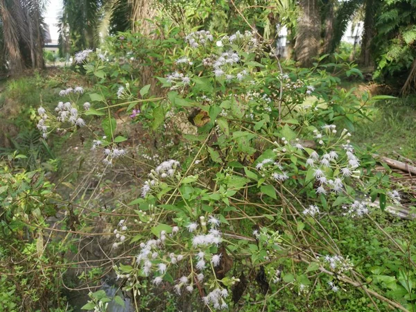 Bloem Van Chromolaena Odorata Plant — Stockfoto