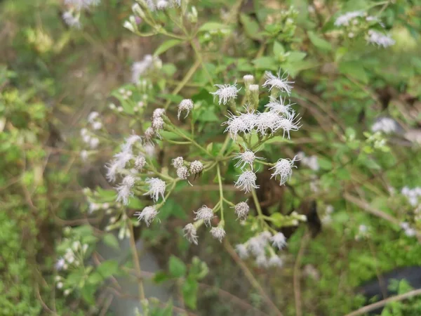 Chromolaena Odorata Növény Virága — Stock Fotó