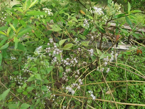 Flower Chromolaena Odorata Plant — Stock Photo, Image