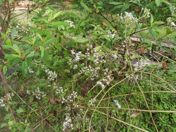 Fiore Della Pianta Chromolaena Odorata — Foto Stock