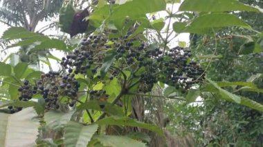 vahşi yapraklı cipadessa baccifera meyve bitkisi