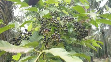 vahşi yapraklı cipadessa baccifera meyve bitkisi