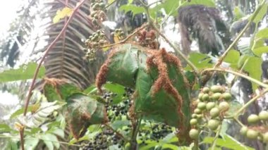 Vahşi yapraklı cipadessa baccifera ağacının üzerinde dokumacı karınca yuvası.