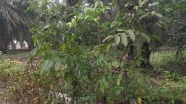vahşi yapraklı cipadessa baccifera meyve bitkisi