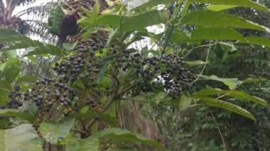 vahşi yapraklı cipadessa baccifera meyve bitkisi