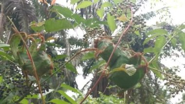 Vahşi yapraklı cipadessa baccifera ağacının üzerinde dokumacı karınca yuvası.