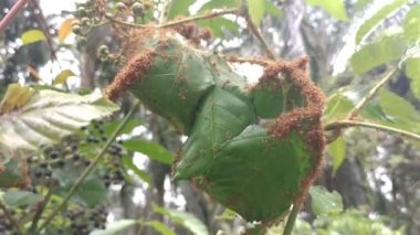 Vahşi yapraklı cipadessa baccifera ağacının üzerinde dokumacı karınca yuvası.