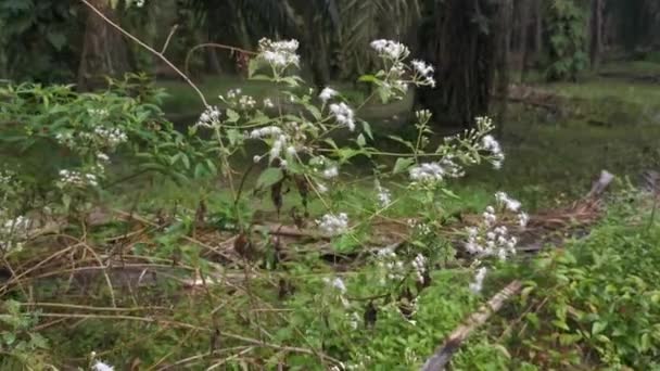 Flor Planta Chromolaena Odorata — Vídeos de Stock