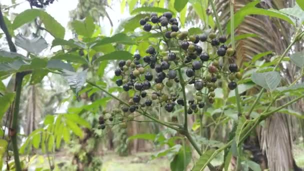 Wilde Grüne Cipadessa Baccifera Fruchtpflanze — Stockvideo