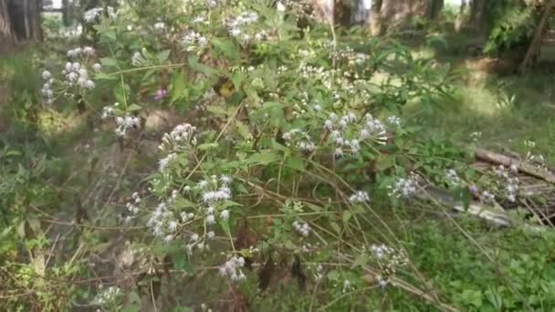 Flor Planta Chromolaena Odorata — Vídeo de Stock