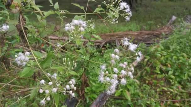 Blomma Växten Chromolaena Odorata — Stockvideo