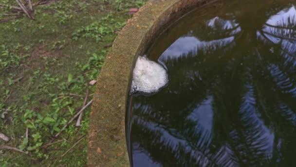 Schuimnest Van Kikkerei Drijvend Het Oppervlaktewater — Stockvideo