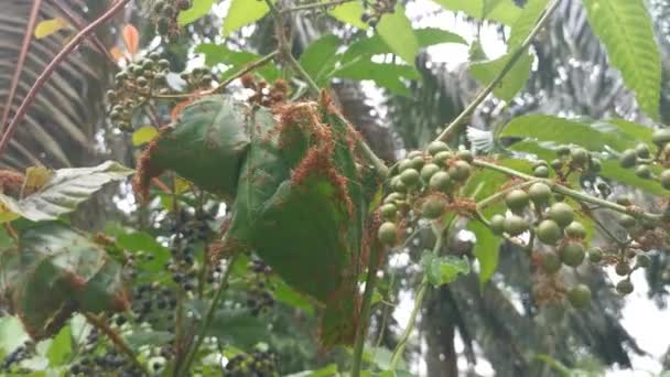 야생의 잎새인 사파네 사박시 나무에 베짜는 개미의 — 비디오