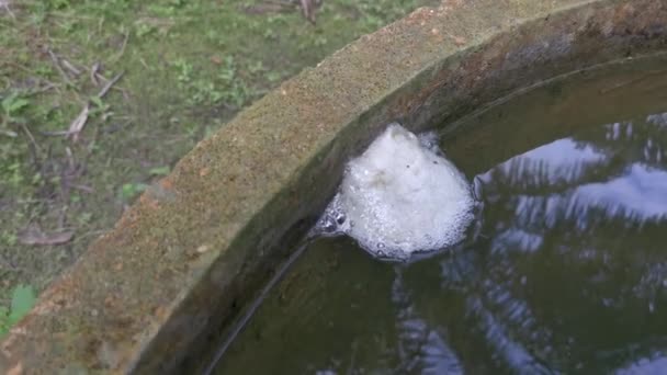 青蛙蛋泡沫巢漂浮在水面上 — 图库视频影像