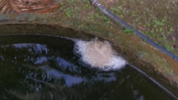 Yüzeyde Yüzen Kurbağa Yumurtasının Köpük Yuvası — Stok video