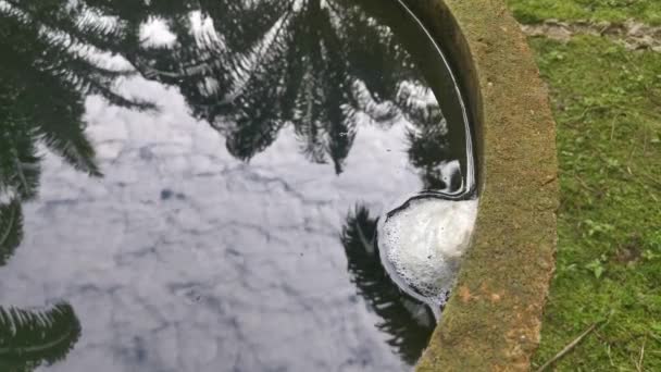 青蛙蛋泡沫巢漂浮在水面上 — 图库视频影像