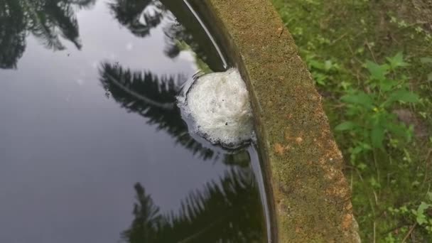Sarang Busa Katak Telur Mengambang Permukaan Air — Stok Video