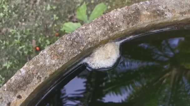 水面に浮かぶカエルの卵の泡の巣 — ストック動画