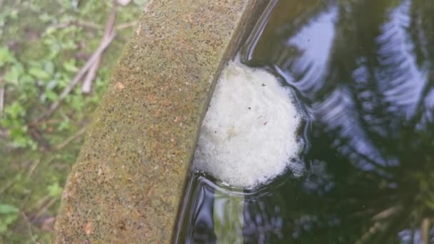 水面に浮かぶカエルの卵の泡の巣 — ストック動画