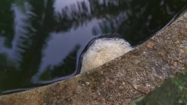 水面に浮かぶカエルの卵の泡の巣 — ストック動画