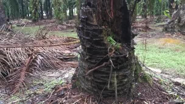 Tronco Palmera Pudriéndose Con Agujero — Vídeos de Stock