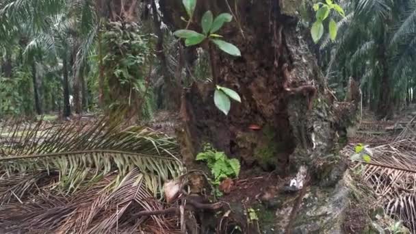 Der Stamm Der Palme Verrottet Mit Einem Loch — Stockvideo